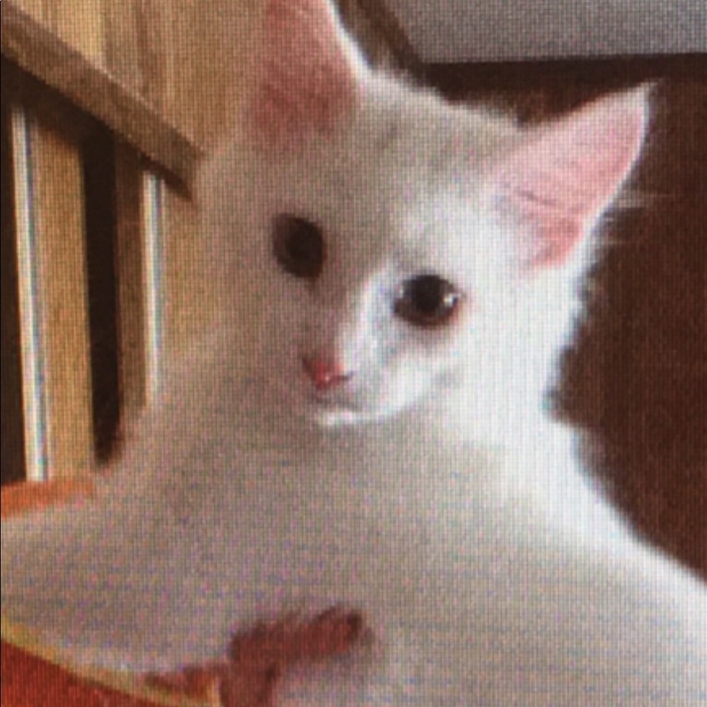 Meet your Posher, Shirley